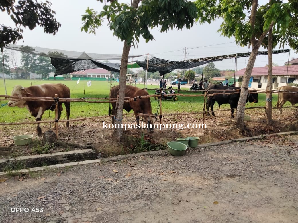 Masyarakat Desa Banjar Rejo Qurbankan 80 Ekor Sapi Dan 34 Ekor Kambing  Di Hari Idul Adha 1442 H