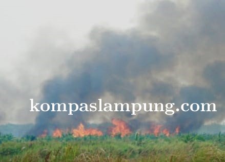 PT. SGC Bakar Tebu Saat Panen, DPRD Tubaba Ancam Ajak Demo Warga