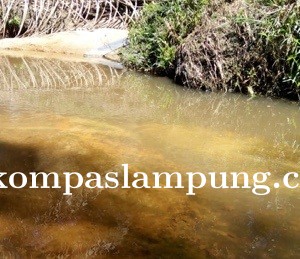  Warga Mengeluhkan Limbah PT Mencemari Sungai Mesuji Hingga Ke Sungai Kuala