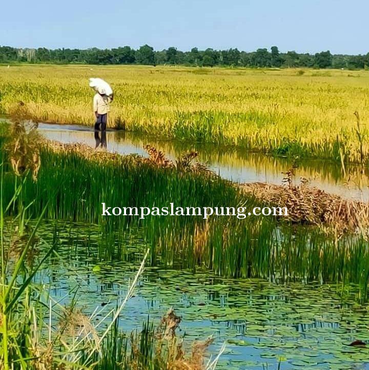 Kepala Dinas Pertanian Mesuji Minta Petani Manfaatkan Lahan Rawa Untuk Tanam Padi