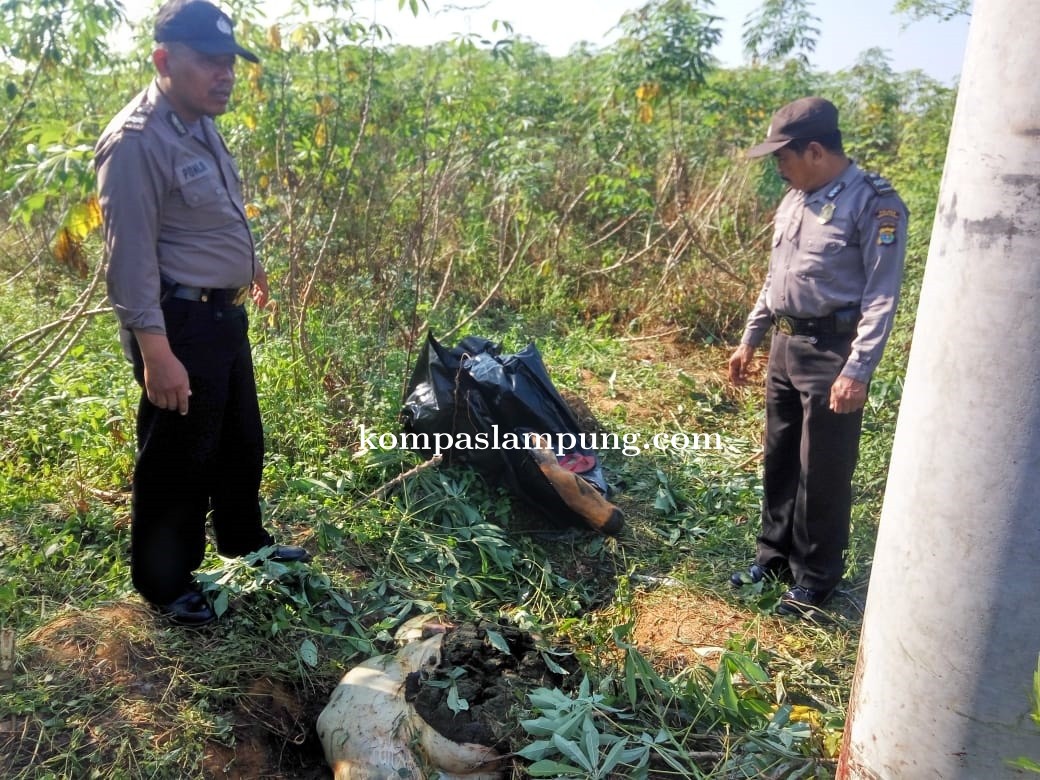 Warga SB17 Geger, Ditemukan Kepala Sapi Di Tengah Kebun Singkong