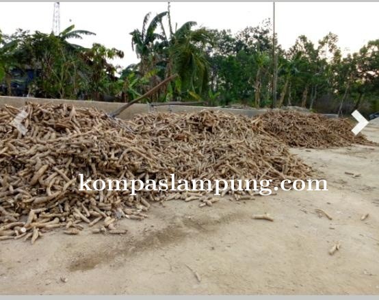 Harga Jual Singkong Merambah Naik Hingga Rp. 160 Perkilogram Dari Rp.1020 Perkilogram Nya.