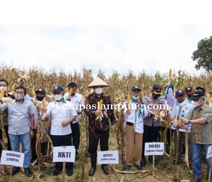 Musa Ahmad S, sos., Bupati Lamteng Hadiri Acara Panen Raya Di Kampung Muji Rahayu Kec Seputih Agung