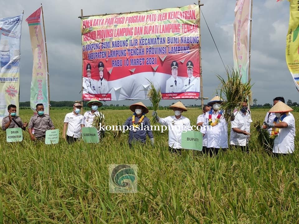Musa Ahmad, S,Sos Hadiri Acara Panen Raya Padi Gogo