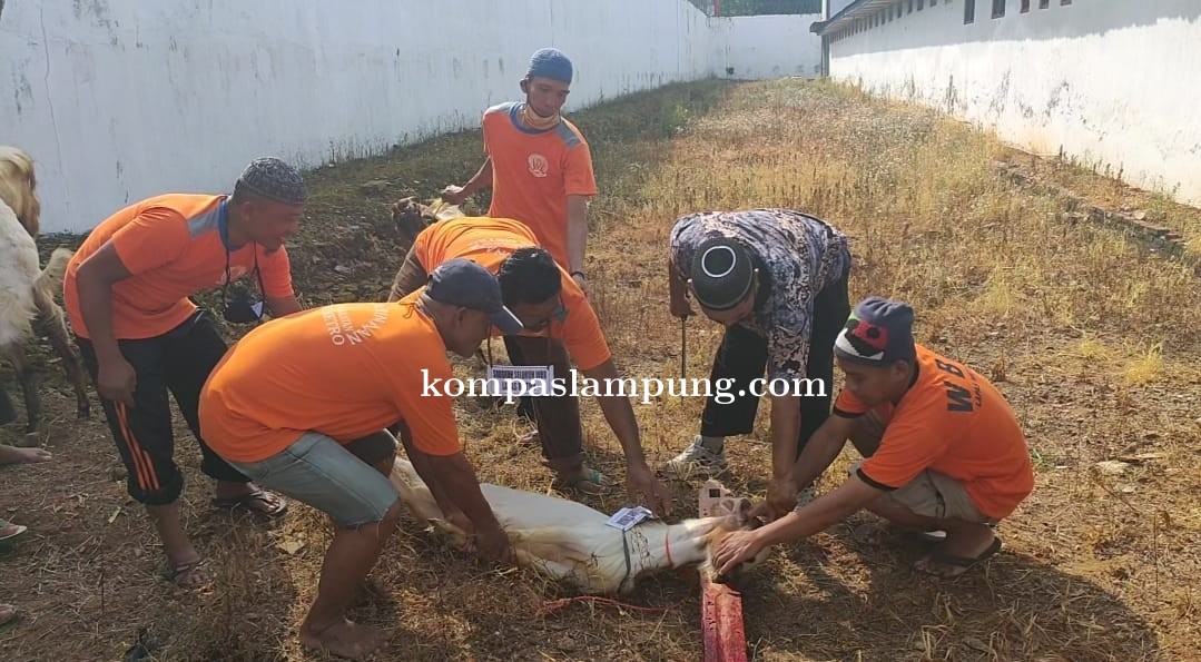 Napi Kelas IIA Kota Metro Kurbankan Lima Ekor Kambing